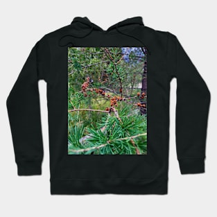 Tamarack Hoodie